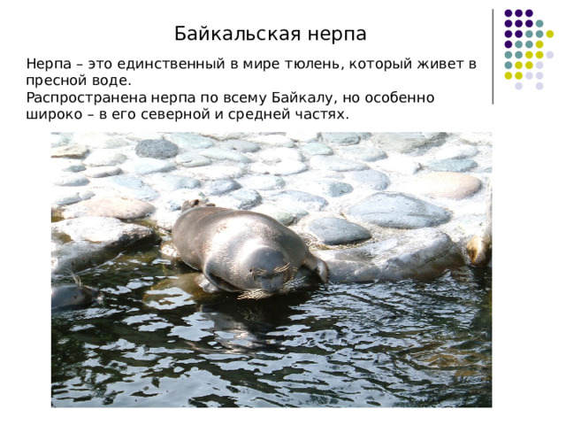 Байкальская нерпа Нерпа – это единственный в мире тюлень, который живет в пресной воде. Распространена нерпа по всему Байкалу, но особенно широко – в его северной и средней частях.    