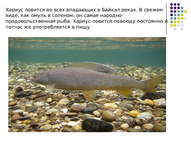 Хариус ловится во всех впадающих в Байкал реках. В свежем виде, как омуль в соленом, он самая народно-продовольственная рыба. Хариус ловится повсюду постоянно и тотчас же употребляется в пищу. 