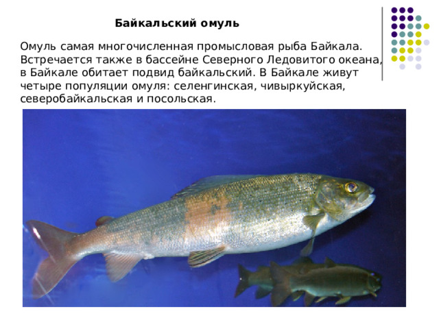  Байкальский омуль Омуль самая многочисленная промысловая рыба Байкала. Встречается также в бассейне Северного Ледовитого океана, в Байкале обитает подвид байкальский. В Байкале живут четыре популяции омуля: селенгинская, чивыркуйская, северобайкальская и посольская. 