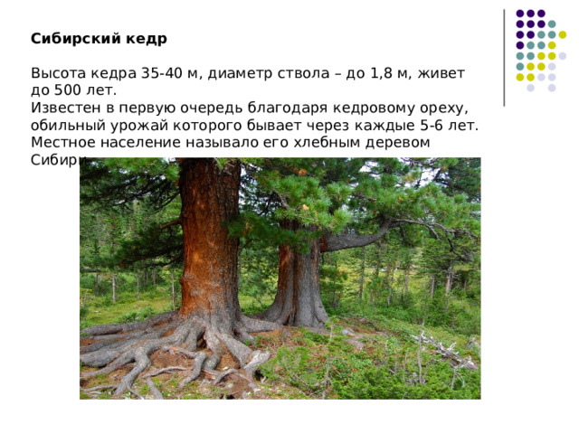 Сибирский кедр    Высота кедра 35-40 м, диаметр ствола – до 1,8 м, живет до 500 лет. Известен в первую очередь благодаря кедровому ореху, обильный урожай которого бывает через каждые 5-6 лет. Местное население называло его хлебным деревом Сибири. 