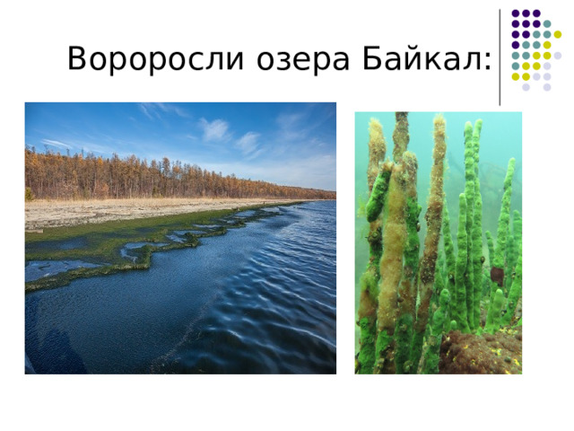 Вороросли озера Байкал: 
