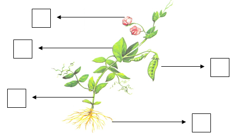 Рисунок части растений на примере гороха. Подпиши части растения. Части растений задания. Задание части растений 1 класс.