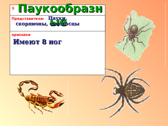 Паукообразные 9 признаки  Пауки, скорпионы, сенокосцы Представители:  Имеют 8 ног 