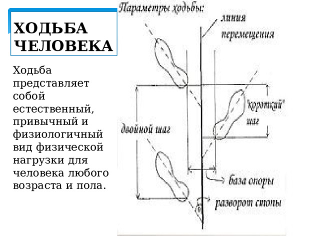 Стопа фундамент организма человека