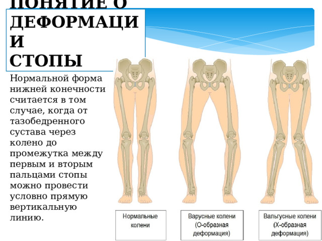 Стопа фундамент организма человека