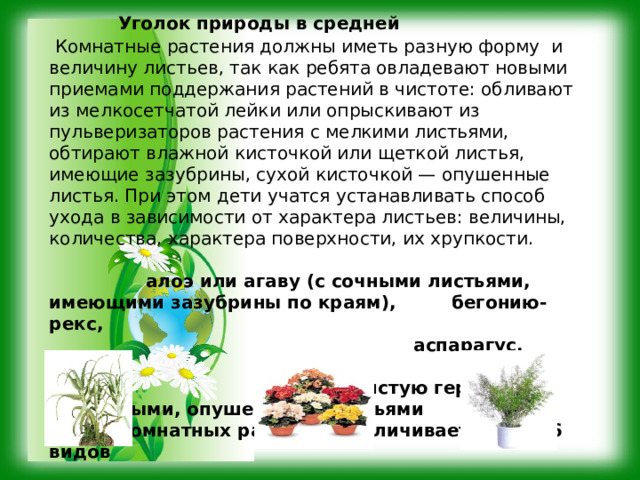 Уголок природы в средней  Комнатные растения должны иметь разную форму и величину листьев, так как ребята овладевают новыми приемами поддержания растений в чистоте: обливают из мелкосетчатой лейки или опрыскивают из пульверизаторов растения с мелкими листьями, обтирают влажной кисточкой или щеткой листья, имеющие зазубрины, сухой кисточкой — опушенные листья. При этом дети учатся устанавливать способ ухода в зависимости от характера листьев: величины, количества, характера поверхности, их хрупкости.  алоэ или агаву (с сочными листьями, имеющими зазубрины по краям), бегонию-рекс, аспарагус, душистую герань (с узорчатыми, опушенными листьями Число комнатных растений увеличивается до 5-6 видов 