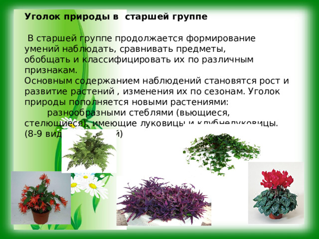 Уголок природы в старшей группе  В старшей группе продолжается формирование умений наблюдать, сравнивать предметы, обобщать и классифицировать их по различным признакам. Основным содержанием наблюдений становятся рост и развитие растений , изменения их по сезонам. Уголок природы пополняется новыми растениями:  разнообразными стеблями (вьющиеся, стелющиеся), имеющие луковицы и клубнелуковицы. (8-9 видов растений) 