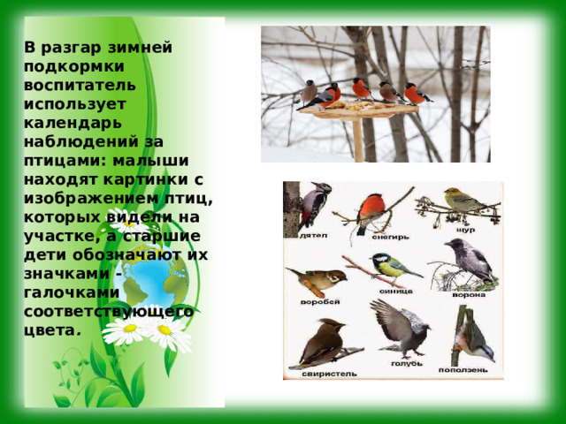 В разгар зимней подкормки воспитатель использует календарь наблюдений за птицами: малыши находят картинки с изображением птиц, которых видели на участке, а старшие дети обозначают их значками - галочками соответствующего цвета . 