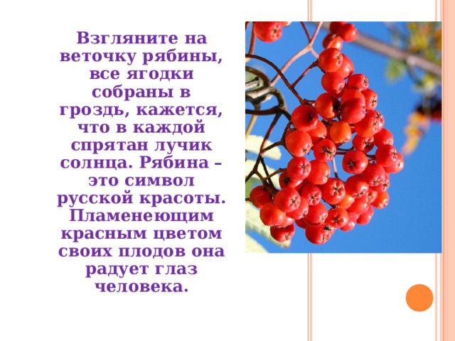 Взгляните на веточку рябины, все ягодки собраны в гроздь, кажется, что в каждой спрятан лучик солнца. Рябина – это символ русской красоты. Пламенеющим красным цветом своих плодов она радует глаз человека. 