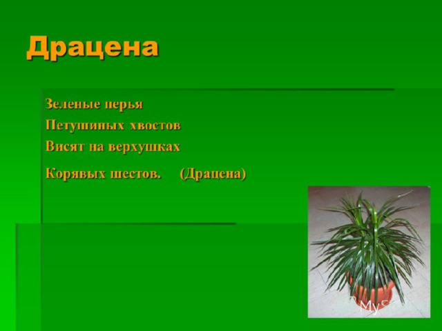 Презентация комнатные растения 2 класс