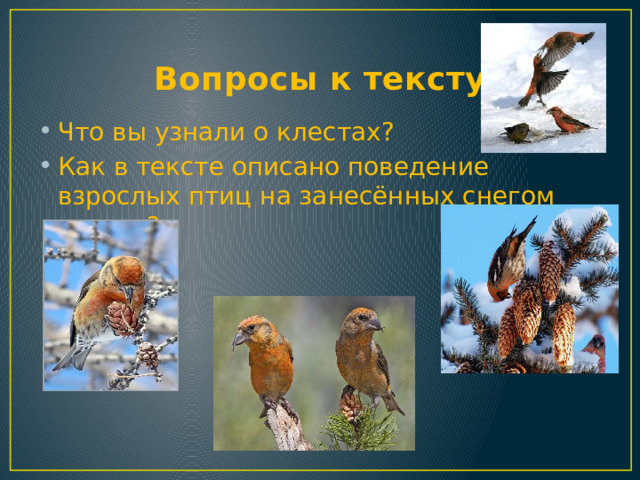 Вопросы к тексту Что вы узнали о клестах? Как в тексте описано поведение взрослых птиц на занесённых снегом ветках? 