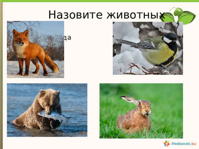 Назовите животных Текст слайда 