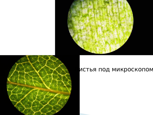 Листья под микроскопом 