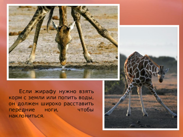  Если жирафу нужно взять корм с земли или попить воды, он должен широко расставить передние ноги, чтобы наклониться. 