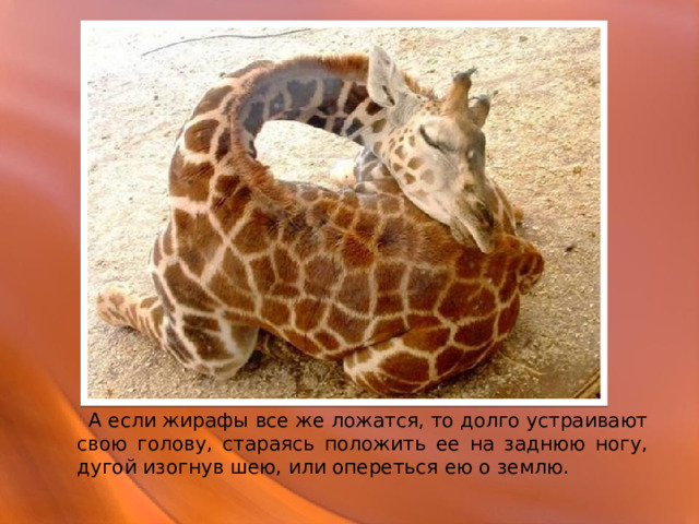  А если жирафы все же ложатся, то долго устраивают свою голову, стараясь положить ее на заднюю ногу, дугой изогнув шею, или опереться ею о землю. 