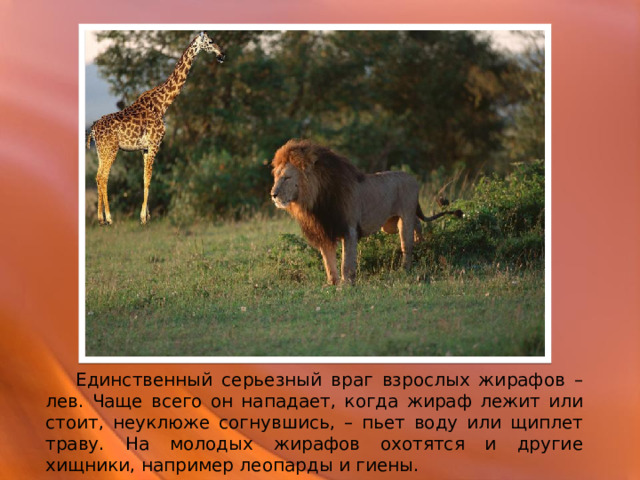  Единственный серьезный враг взрослых жирафов – лев. Чаще всего он нападает, когда жираф лежит или стоит, неуклюже согнувшись, – пьет воду или щиплет траву. На молодых жирафов охотятся и другие хищники, например леопарды и гиены. 