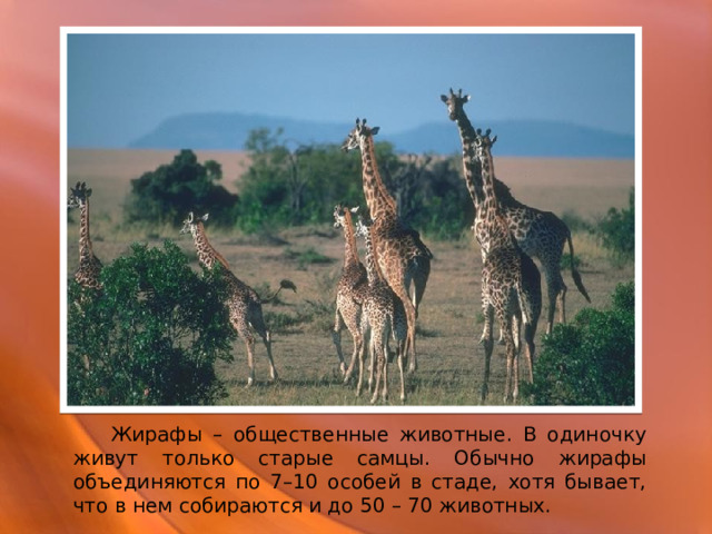  Жирафы – общественные животные. В одиночку живут только старые самцы. Обычно жирафы объединяются по 7–10 особей в стаде, хотя бывает, что в нем собираются и до 50 – 70 животных. 