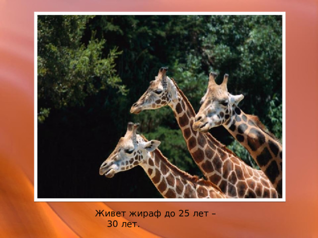 Живет жираф до 25 лет – 30 лет. 