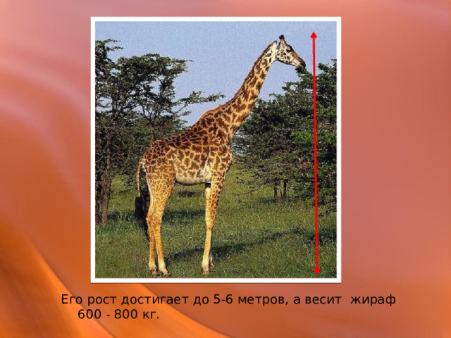 Его рост достигает до 5-6 метров, а весит жираф 600 - 800 кг. 