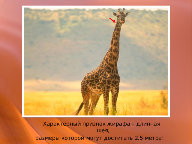  Характерный признак жирафа – длинная шея, размеры которой могут достигать 2,5 метра! 