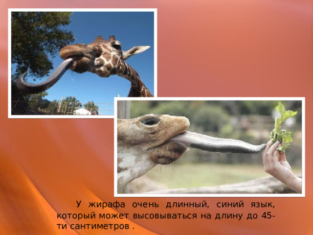  У жирафа очень длинный, синий язык, который может высовываться на длину до 45- ти сантиметров . 