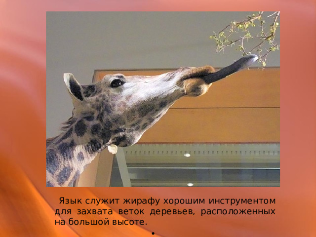  Язык служит жирафу хорошим инструментом для захвата веток деревьев, расположенных на большой высоте. 