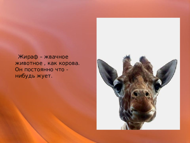  Жираф – жвачное животное , как корова. Он постоянно что - нибудь жует. 