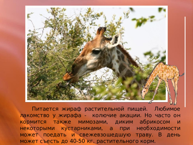  Питается жираф растительной пищей. Любимое лакомство у жирафа - колючие акации. Но часто он кормится также мимозами, диким абрикосом и некоторыми кустарниками, а при необходимости может поедать и свежевзошедшую траву. В день может съесть до 40-50 кг. растительного корм. 