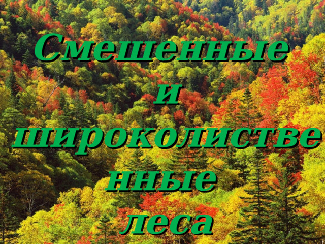Смешенные и широколиственные леса 