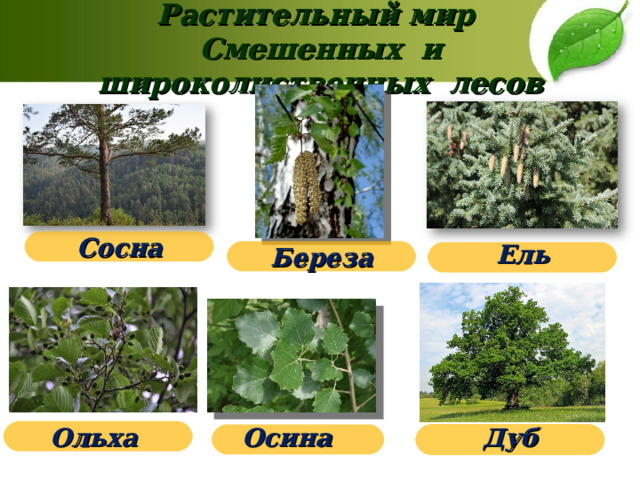   Растительный мир  Смешенных и широколиственных лесов   Сосна Ель Береза Осина Ольха Дуб 