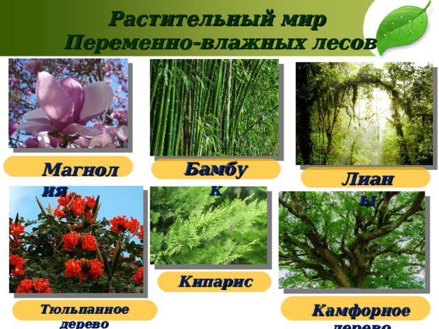 Растительный мир  Переменно-влажных лесов   Бамбук Магнолия Лианы Кипарис Камфорное дерево Тюльпанное дерево 