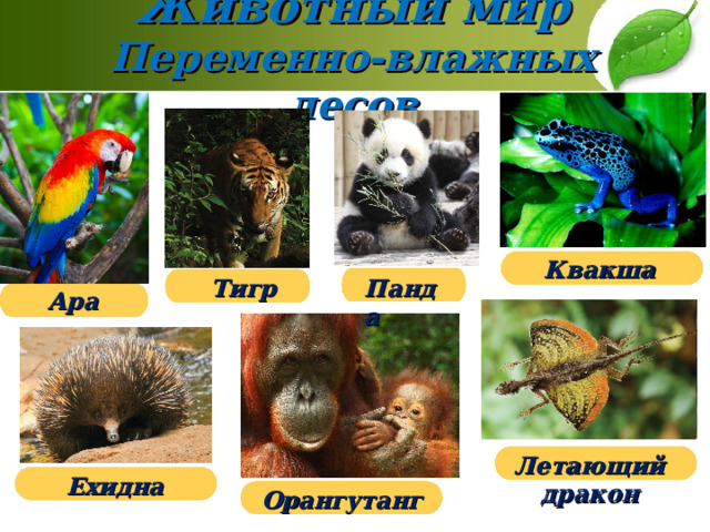  Животный мир  Переменно-влажных лесов   Квакша Тигр Панда Ара Летающий дракон Ехидна Орангутанг 