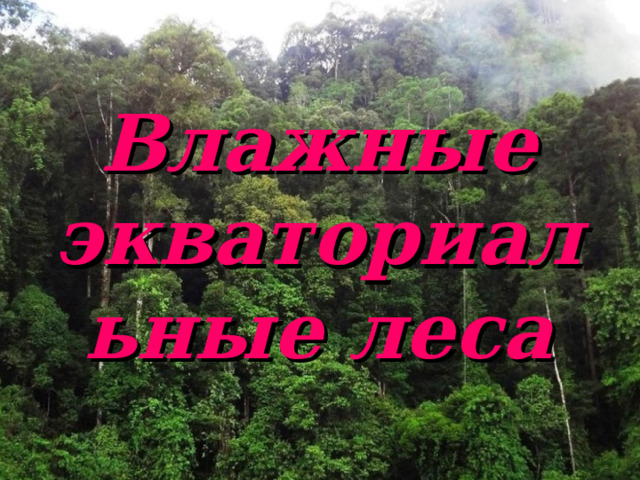 Влажные экваториальные леса 