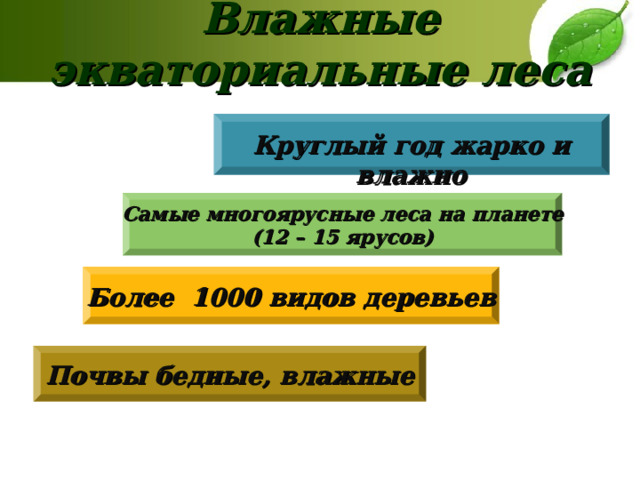 Влажные экваториальные леса  Круглый год жарко и влажно Самые многоярусные леса на планете (12 – 15 ярусов) Более 1000 видов деревьев Почвы бедные, влажные 