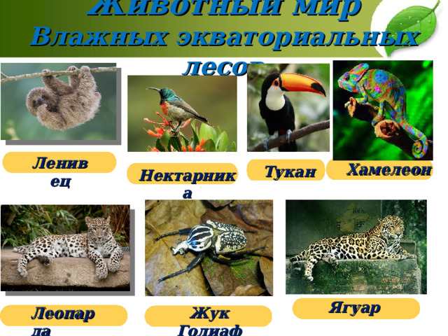 Животный мир  Влажных экваториальных лесов   Ленивец Хамелеон Тукан Нектарника Ягуар Жук Голиаф Леопарда 