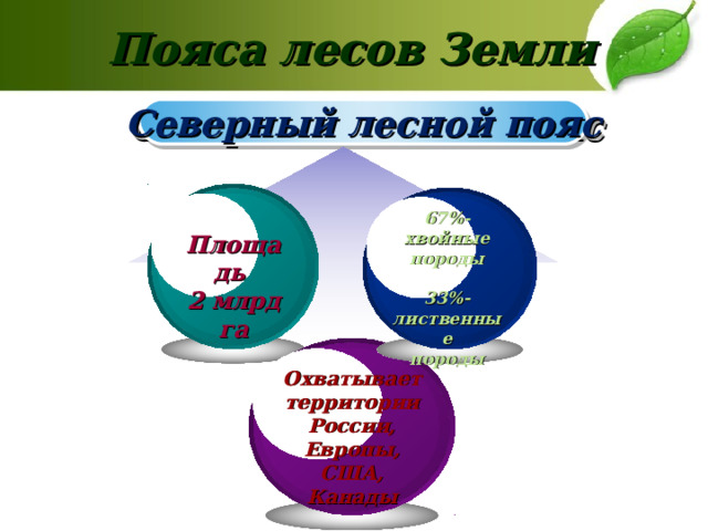Пояса лесов Земли Северный лесной пояс 67%-хвойные породы  33%- лиственные породы  Площадь 2 млрд га  Охватывает территории России, Европы, США, Канады 