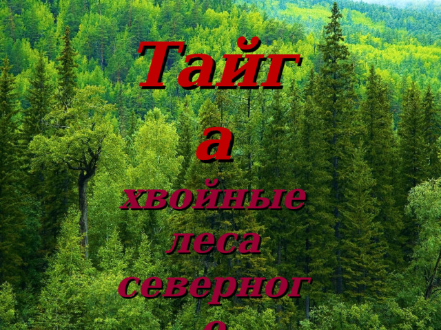 Тайга хвойные леса северного полушария 