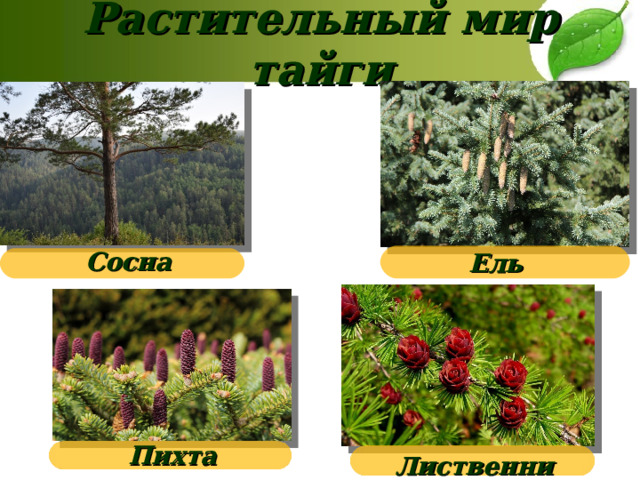 Растительный мир тайги Сосна Ель Пихта Лиственница 