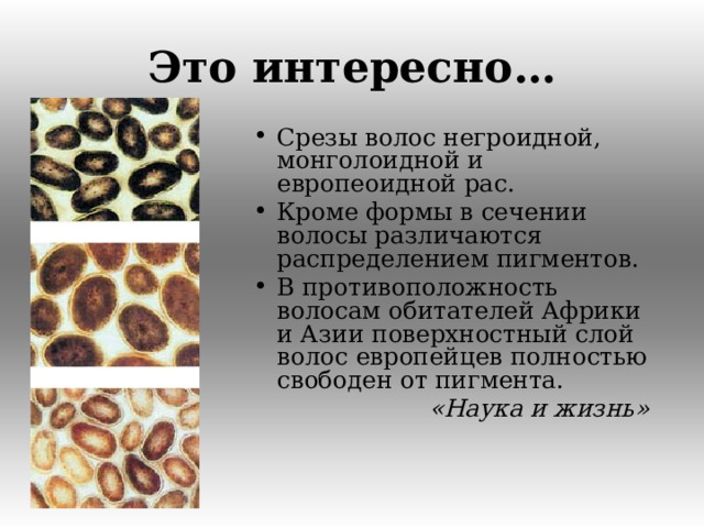 Это интересно…  Срезы волос негроидной, монголоидной и европеоидной рас. Кроме формы в сечении волосы различаются распределением пигментов. В противоположность волосам обитателей Африки и Азии поверхностный слой волос европейцев полностью свободен от пигмента.  «Наука и жизнь»  