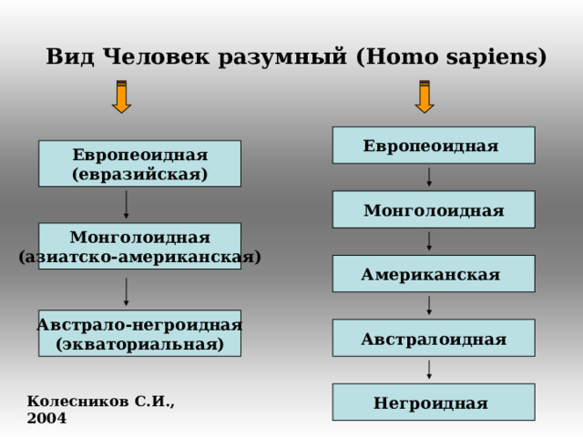 Вид Человек разумный ( Homo sapiens ) Европеоидная Европеоидная (евразийская) Монголоидная Монголоидная (азиатско-американская) Американская Австрало-негроидная (экваториальная) Австралоидная Негроидная Колесников С.И., 2004  