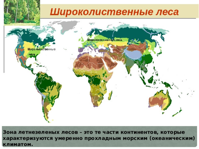 Зона летнезеленых лесов – это те части континентов, которые характеризуются умеренно прохладным морским (океаническим) климатом. 