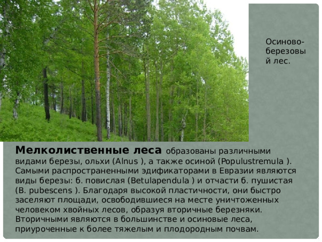 Осиново-березовый лес. Мелколиственные леса образованы различными видами березы, ольхи (Alnus ), а также осиной (Populustremula ). Самыми распространенными эдификаторами в Евразии являются виды березы: б. повислая (Betulapendula ) и отчасти б. пушистая (B. pubescens ). Благодаря высокой пластичности, они быстро заселяют площади, освободившиеся на месте уничтоженных человеком хвойных лесов, образуя вторичные березняки. Вторичными являются в большинстве и осиновые леса, приуроченные к более тяжелым и плодородным почвам. 