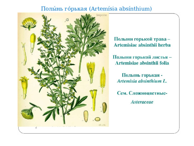 Полы́нь го́рькая (Artemísia absínthium) 