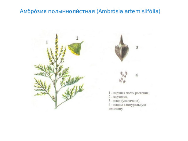 Амбро́зия полынноли́стная (Ambrósia artemisiifólia) 