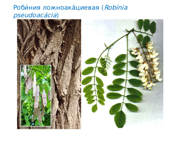 Роби́ния ложноака́циевая ( Robínia pseudoacácia ) 