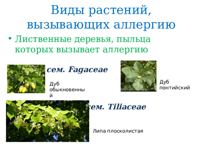 Виды растений, вызывающих аллергию Лиственные деревья, пыльца которых вызывает аллергию сем. Fagaceae Дуб понтийский Дуб обыкновенный сем. Tiliaceae Липа плосколистая 