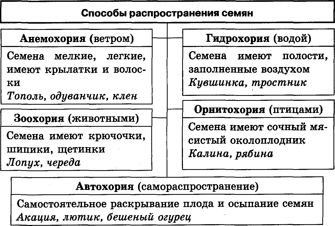 Способ распространения семян и плодов