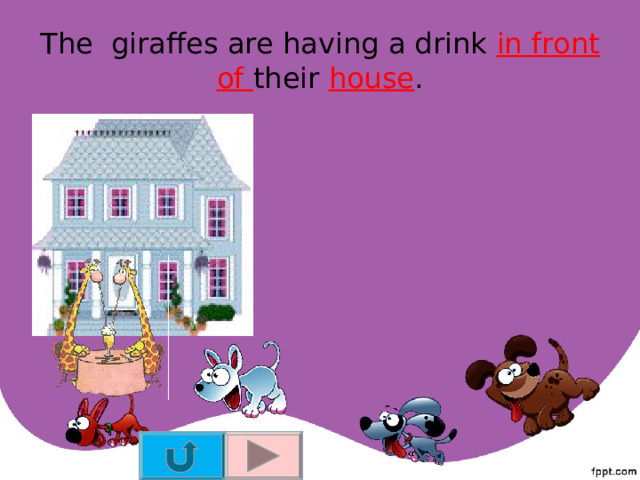 The giraffes are having a drink in front of their house . 