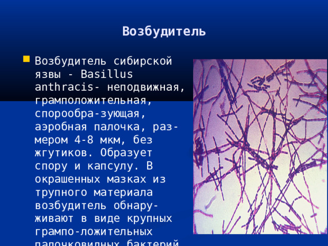 Сибирская язва возбудитель. Сибирская язва Ветеринария презентация. Возбудитель сибирской язвы таксономия. Возбудитель сибирской язвы у свиней.