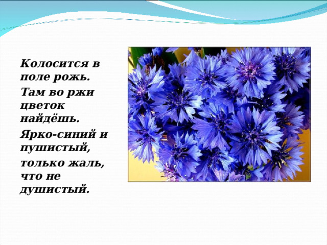 Колосится в поле рожь. Там во ржи цветок найдёшь. Ярко-синий и пушистый, только жаль, что не душистый.  